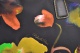 Zobrazit detailn foto